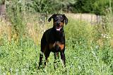 DOBERMANN 1215